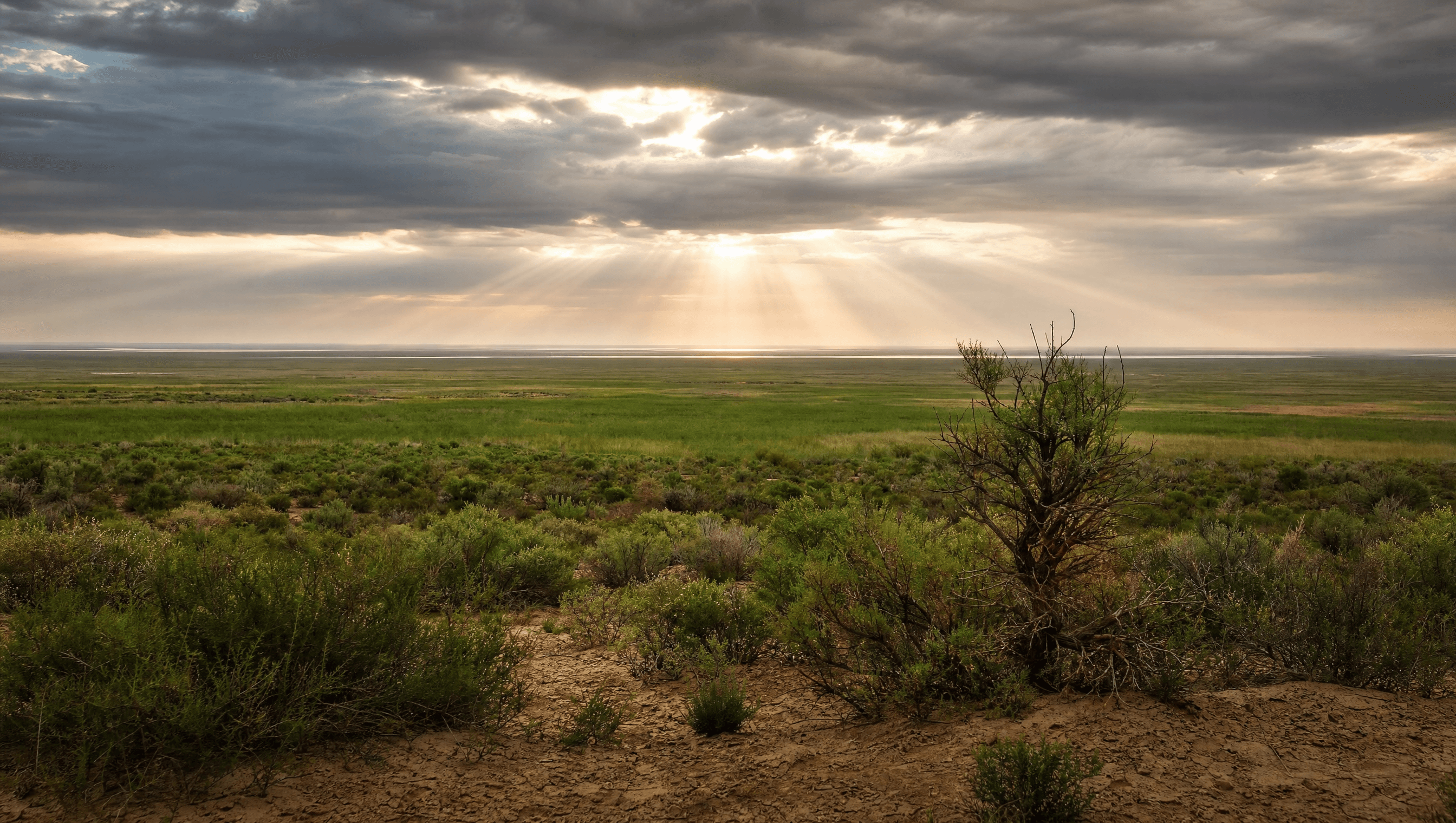 Aral Sea Afforestation